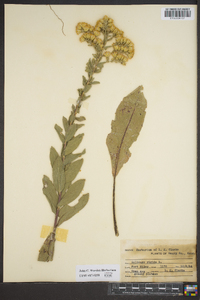 Solidago rigida image