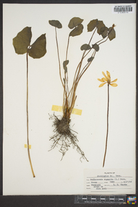 Jeffersonia diphylla image