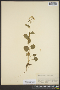 Cardamine rotundifolia image