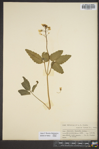 Cardamine diphylla image