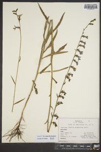 Lobelia glandulosa image