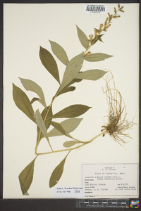 Lobelia siphilitica f. albiflora image