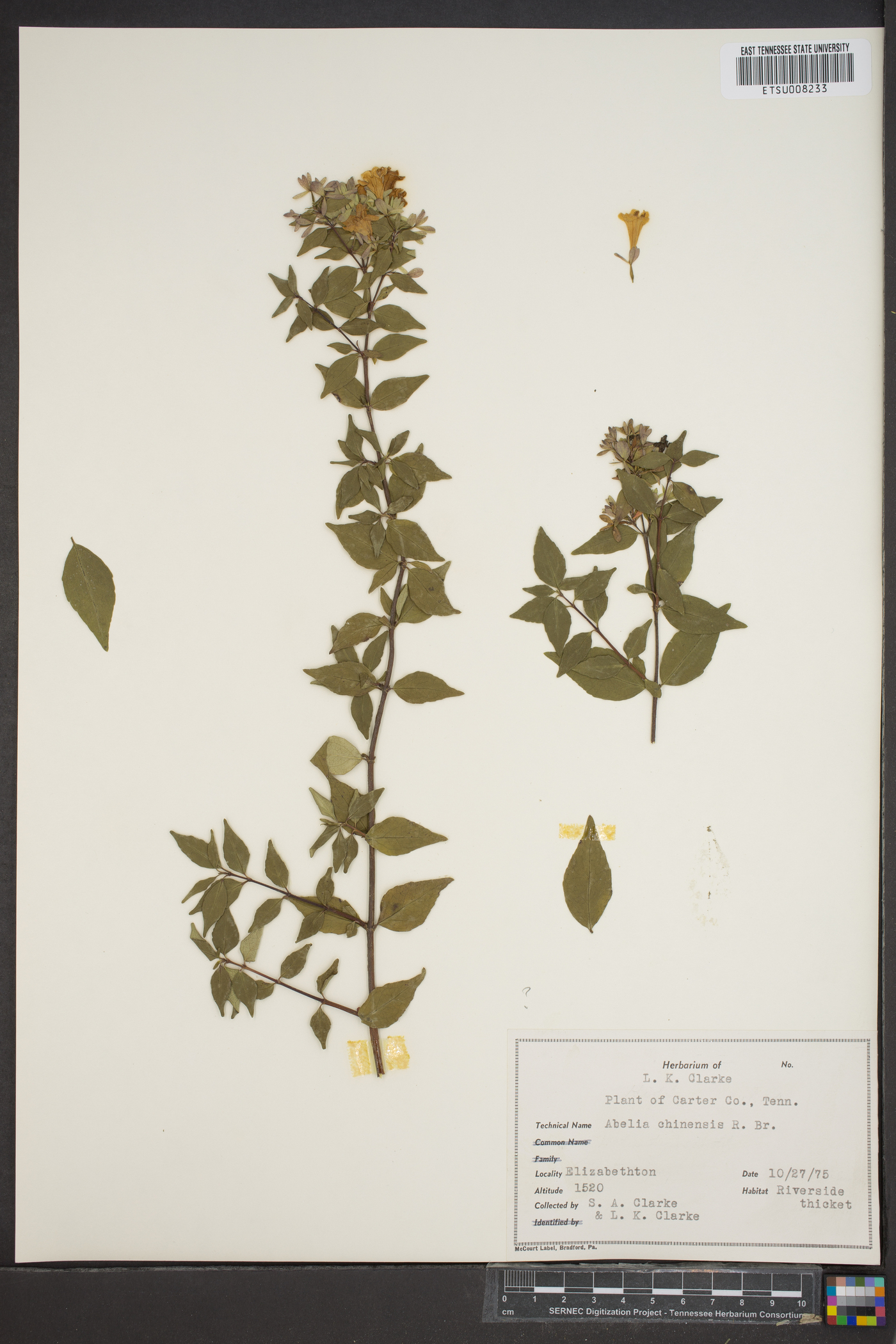 Abelia chinensis image