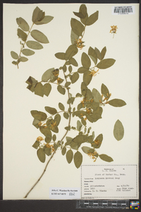 Lonicera morrowii image