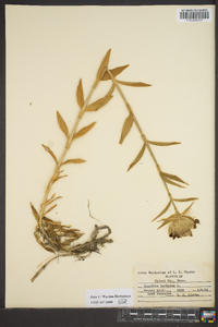 Dianthus barbatus image