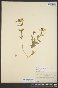 Stellaria pubera image