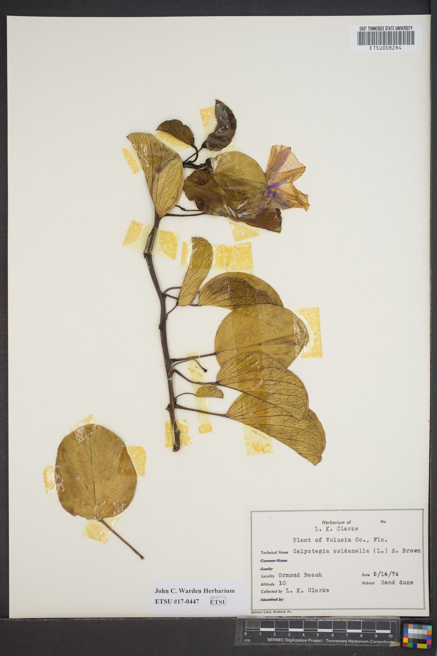 Calystegia soldanella image