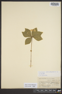 Cornus canadensis image