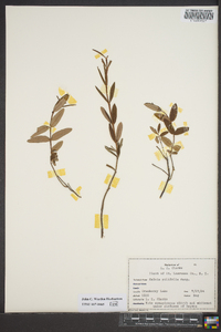 Kalmia polifolia image