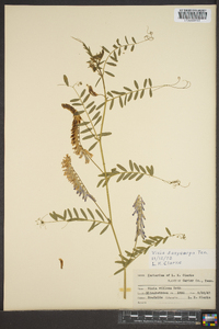 Vicia villosa subsp. varia image