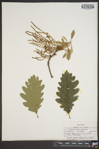 Quercus × saulii image