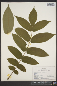 Juglans cinerea image