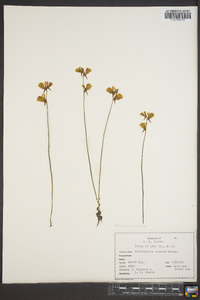 Utricularia cornuta image