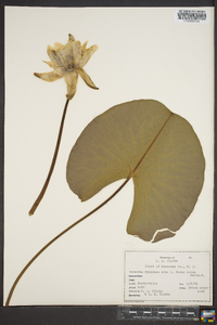 Nymphaea alba image