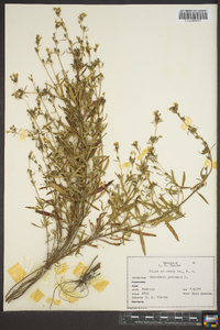 Oenothera perennis image