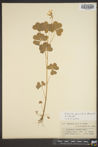 Oxalis grandis image