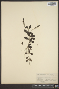 Veronica officinalis image