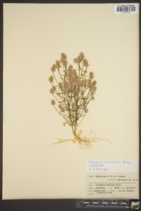 Polygala curtissii image