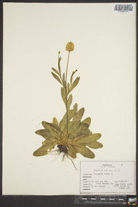 Polygala lutea image