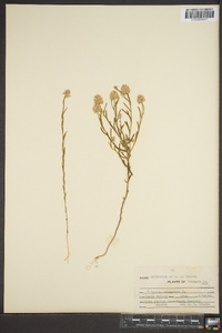 Polygala sanguinea image