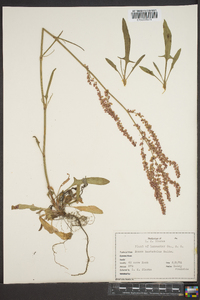 Rumex hastatulus image