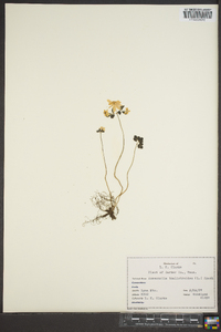 Anemonella thalictroides image