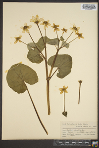 Caltha palustris image