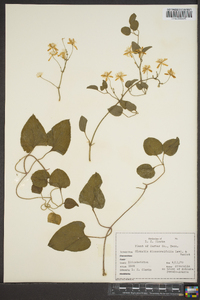 Clematis dioscoreifolia image