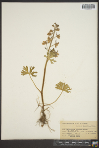 Delphinium tricorne image