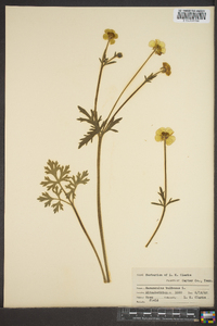 Ranunculus bulbosus image