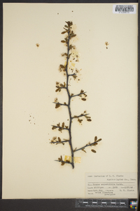 Prunus angustifolia image