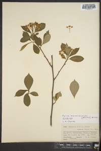 Pyrus melanocarpa image