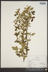 Rubus argutus image