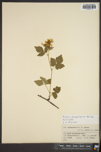 Rubus flagellaris image