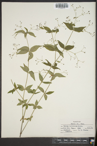 Galium latifolium image