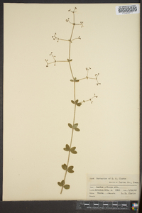 Galium pilosum image