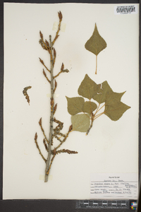 Populus nigra image