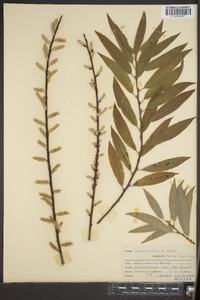 Salix sericea image