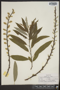 Salix sericea image