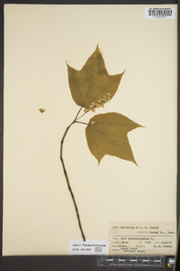 Acer pennsylvanicum image