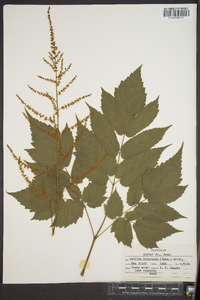 Astilbe biternata image