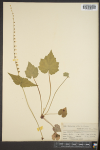 Mitella diphylla image