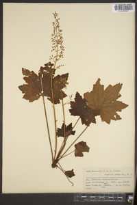 Heuchera villosa image