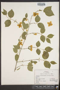 Philadelphus hirsutus image