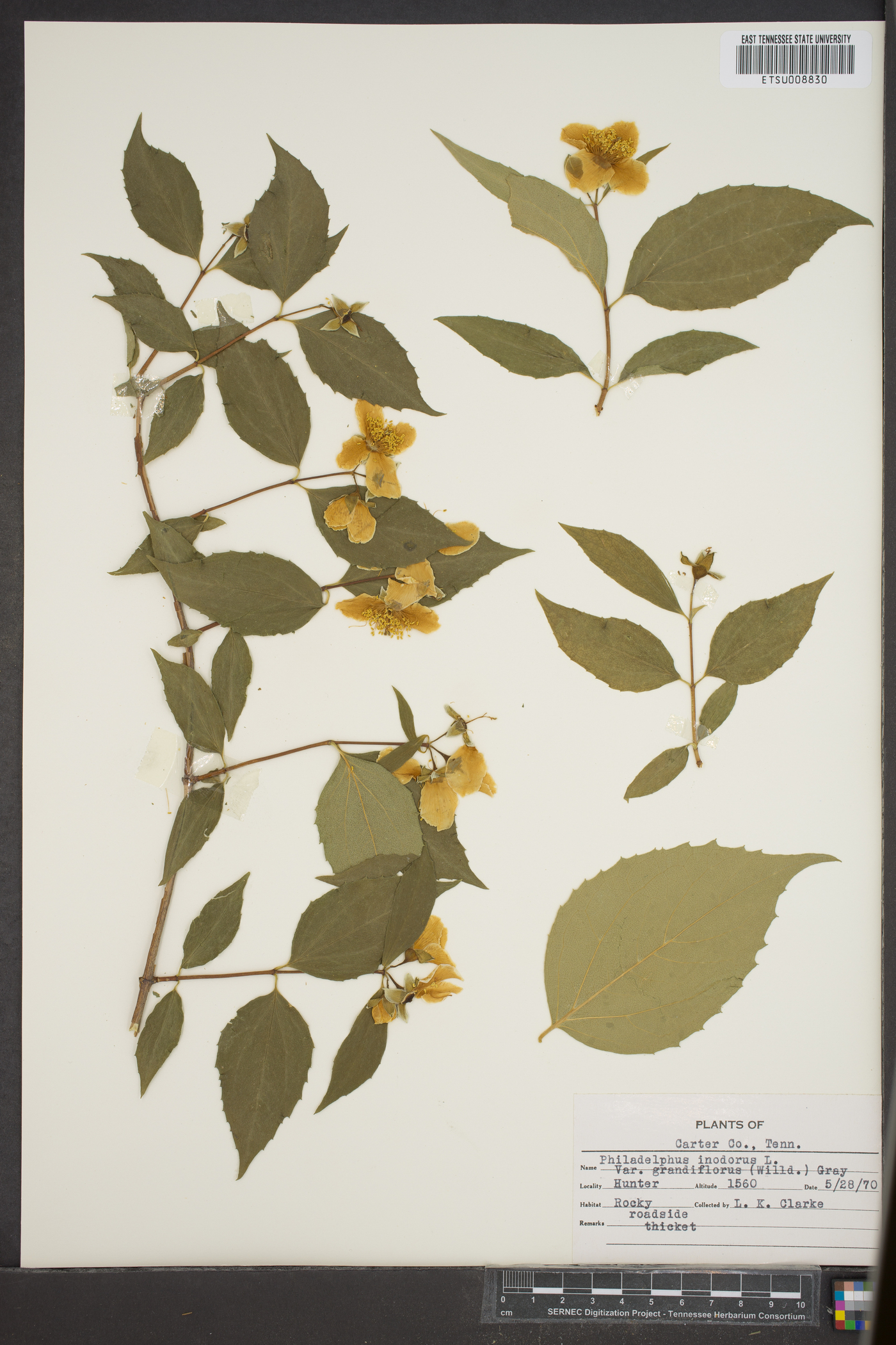 Philadelphus inodorus var. grandiflorus image