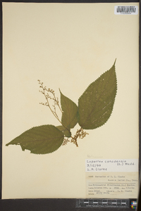 Laportea canadensis image