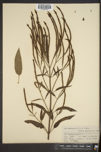 Verbena hastata image