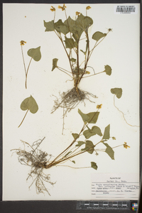 Viola pubescens var. scabriuscula image