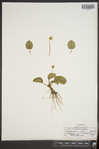 Viola rotundifolia image