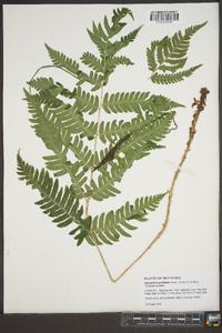 Dryopteris goldieana image